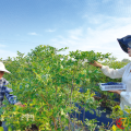 隨縣安居鎮(zhèn)：藍(lán)莓掛枝頭 開園待采摘