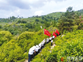 紅綠共生 茶香萬里 ——隨縣草店鎮(zhèn)以干部能力提升寫好“茶文章”走好“振興路”