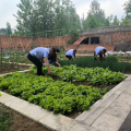 荒畦煥新綠 共筑暖心園 — 隨縣交通運(yùn)輸綜合執(zhí)法大隊(duì)一中隊(duì)“職工菜園”的幸福蝶變