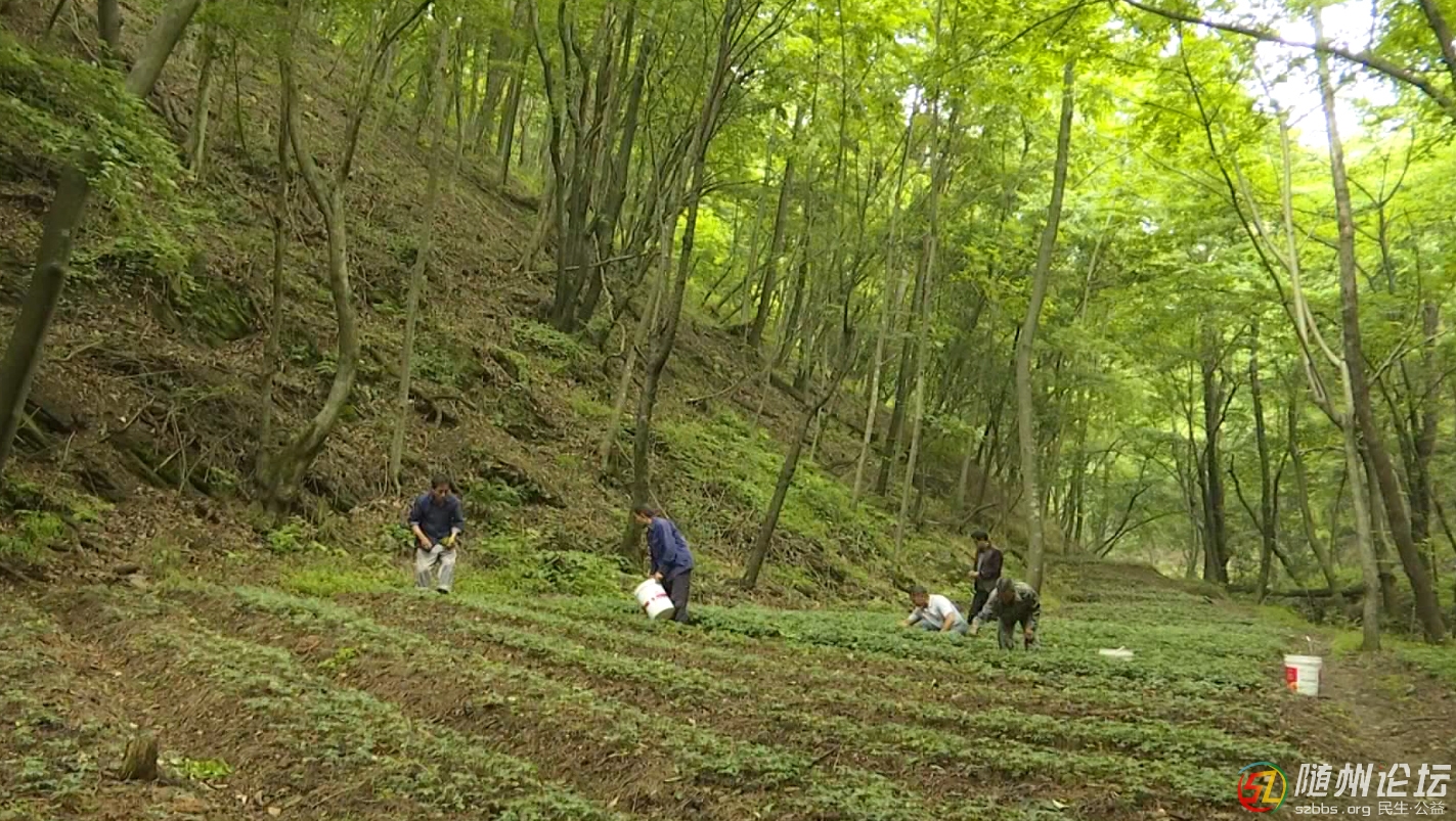 圖文：隨州大洪山發(fā)展中藥材種植帶動貧困戶脫貧。7月2日，綠水村建檔立卡貧困戶在大洪.jpg