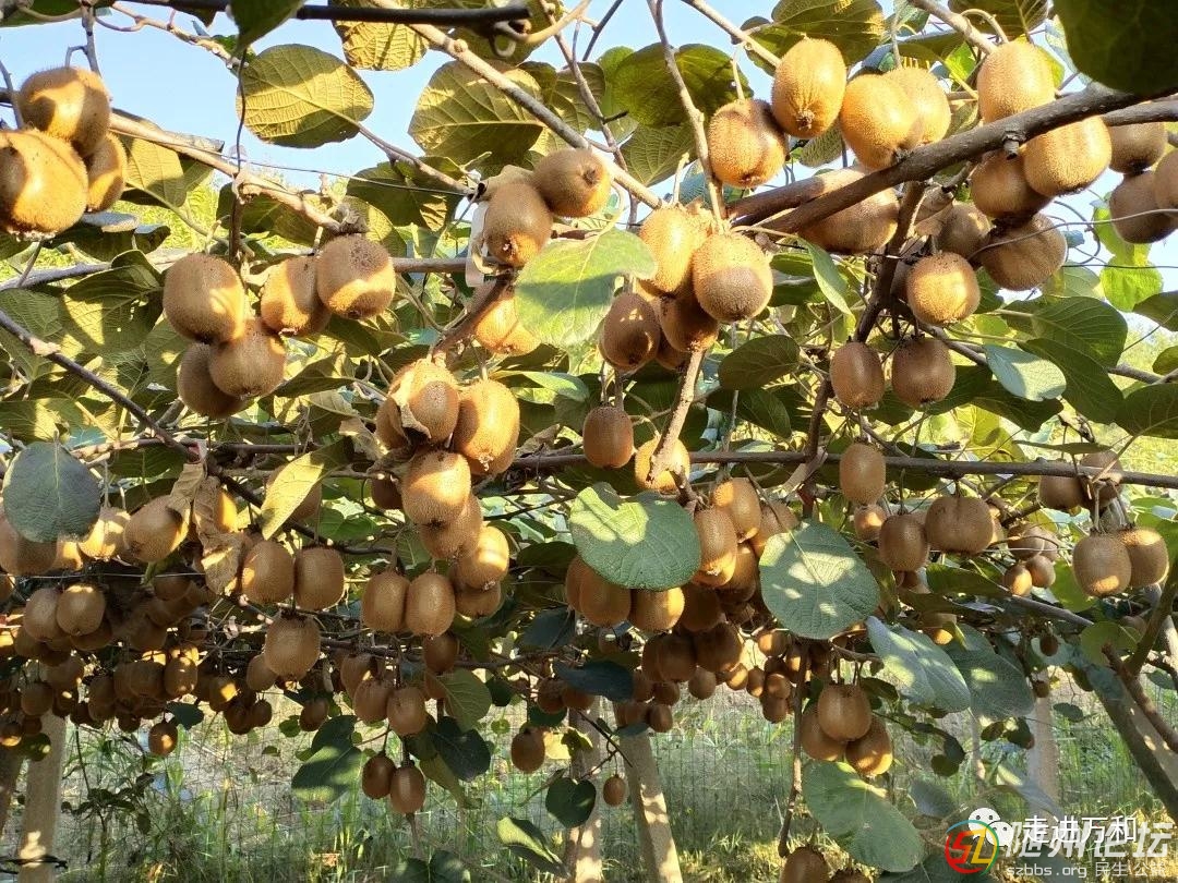 隨縣萬和的獼猴桃熟了！采摘、郵寄都安排上！