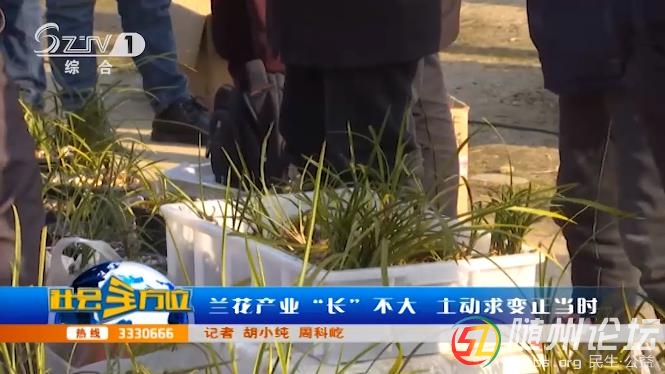 蘭花產(chǎn)業(yè)“長”不大 主動(dòng)求變正當(dāng)時(shí)